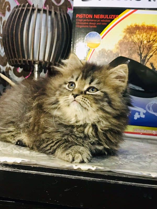 Tabby pure Persian Triple coat Fluffy kitten 3