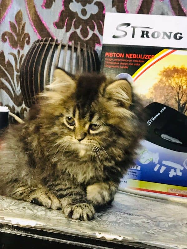 Tabby pure Persian Triple coat Fluffy kitten 4