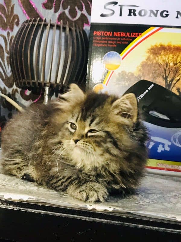 Tabby pure Persian Triple coat Fluffy kitten 5