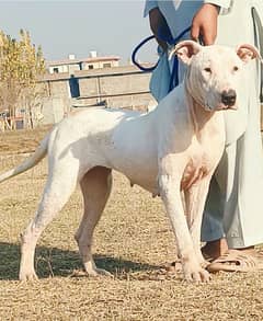 bully gultair female breeder age 18 month height 27+