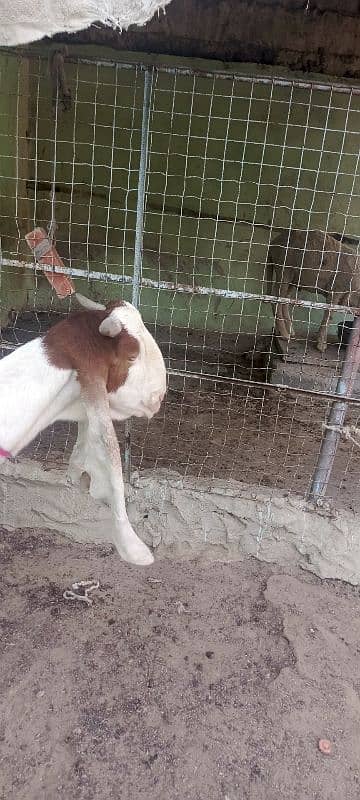 i want to sell my goat 0