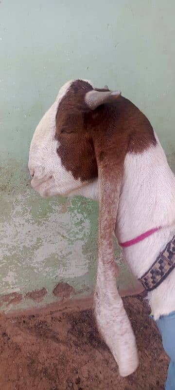 i want to sell my goat 1