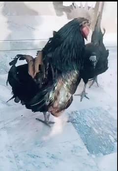 Ayam cemani black beauty