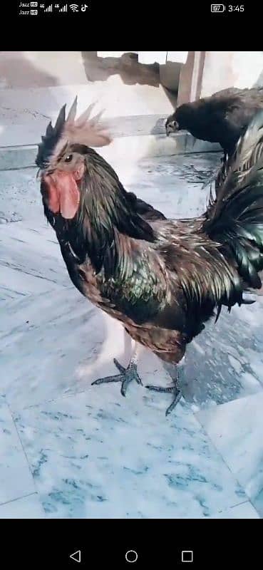 Ayam cemani black beauty 1