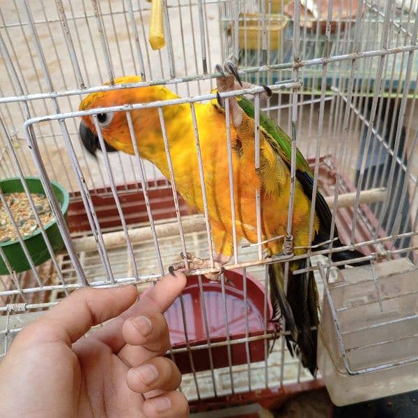 Sun conure parrot hantam age 1 year old 0