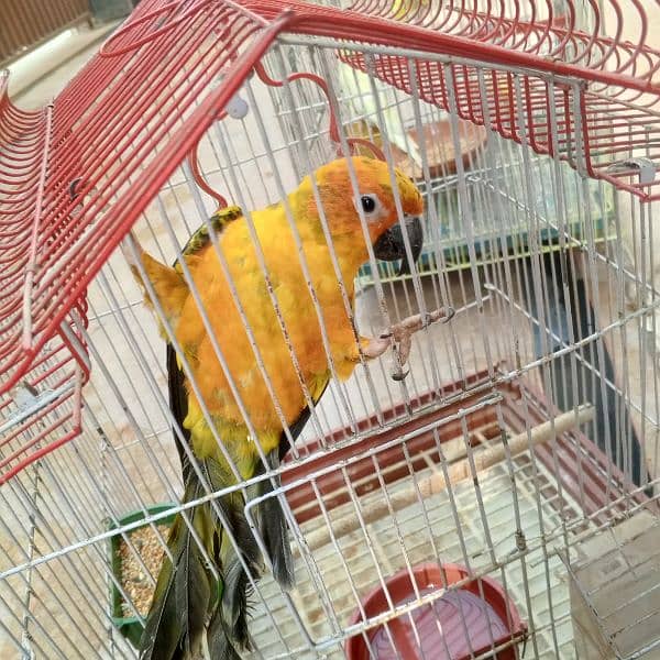 Sun conure parrot hantam age 1 year old 2