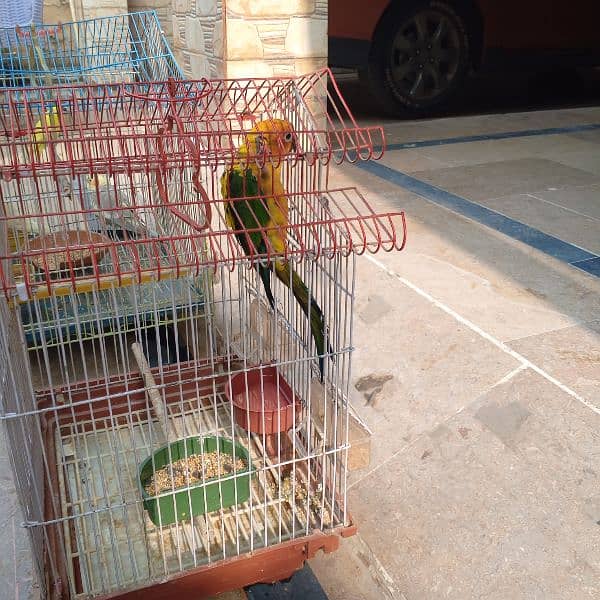 Sun conure parrot hantam age 1 year old 4