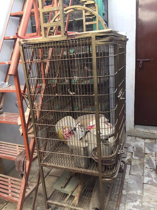 Cage for sale 4