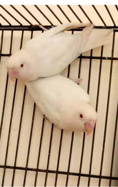 albino red eye breeder pair with 1 self chick