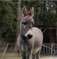 donkey for sale