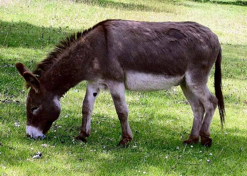 donkey for sale 1