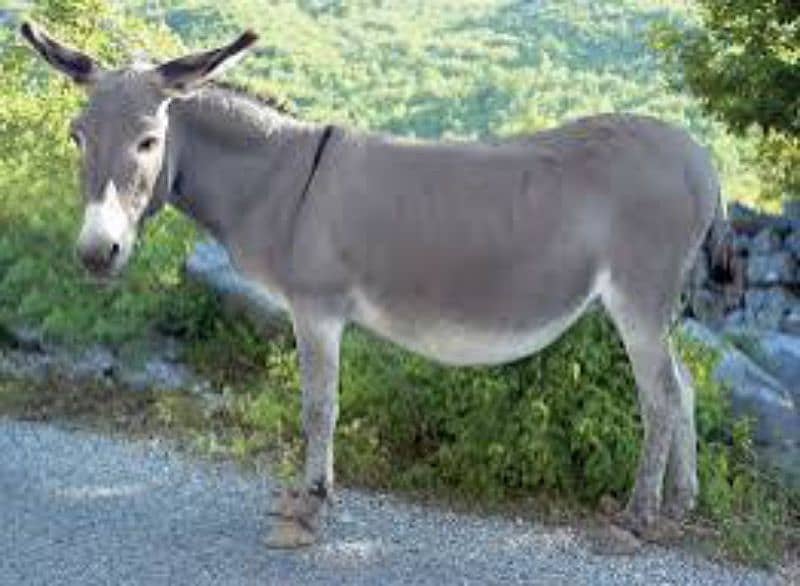 donkey for sale 2