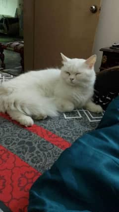 Persian female pregnant cat