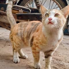 Mixed Breed Cat Home Pet For Sale