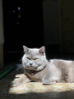 persian Cat