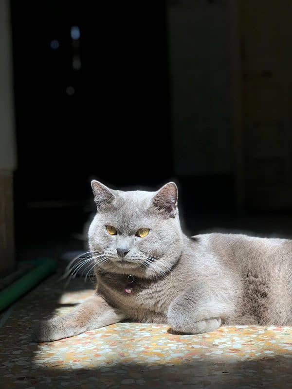 persian Cat 0