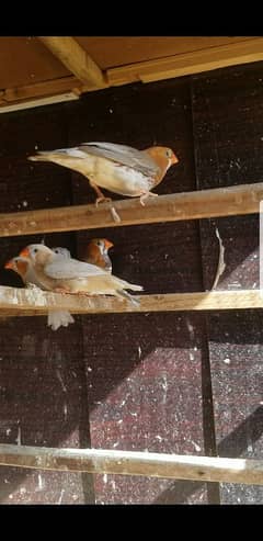 Mutation mix finches.