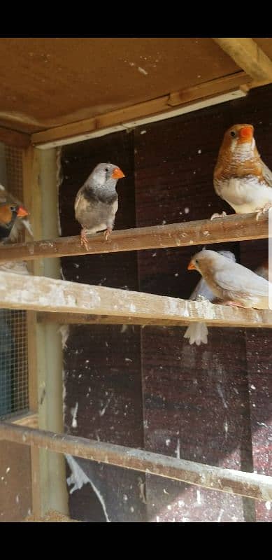 Mutation mix finches. 1