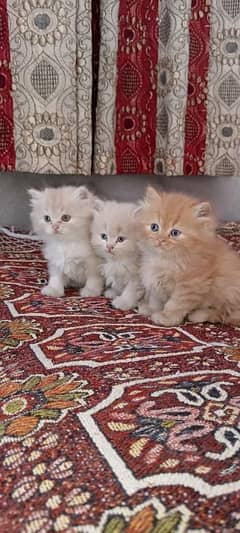 Beautiful Perisan Triple Coat Kittens