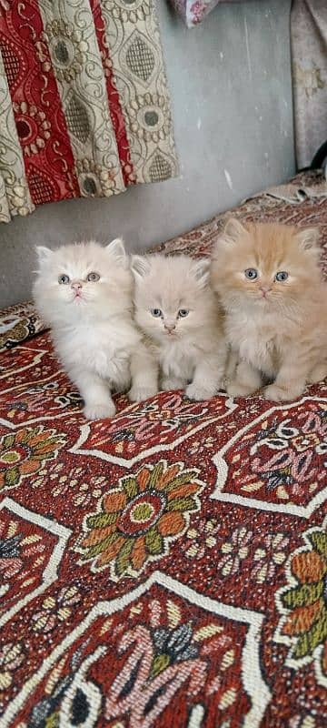 Beautiful Perisan Triple Coat Kittens 1