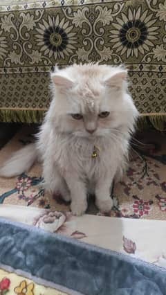 Persian triple coat