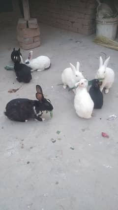 rabits for sale 03023550142