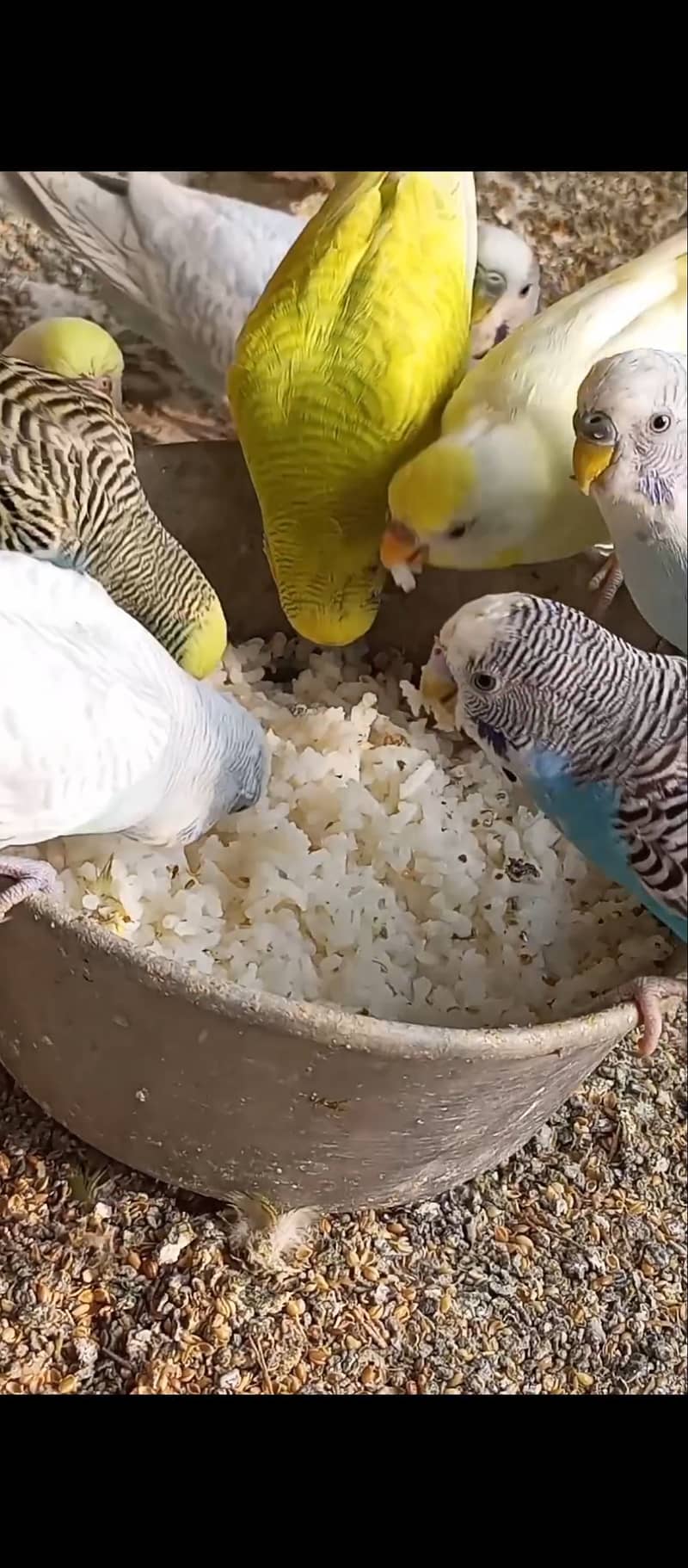 Mix Breeder budgies 30+ pair 2