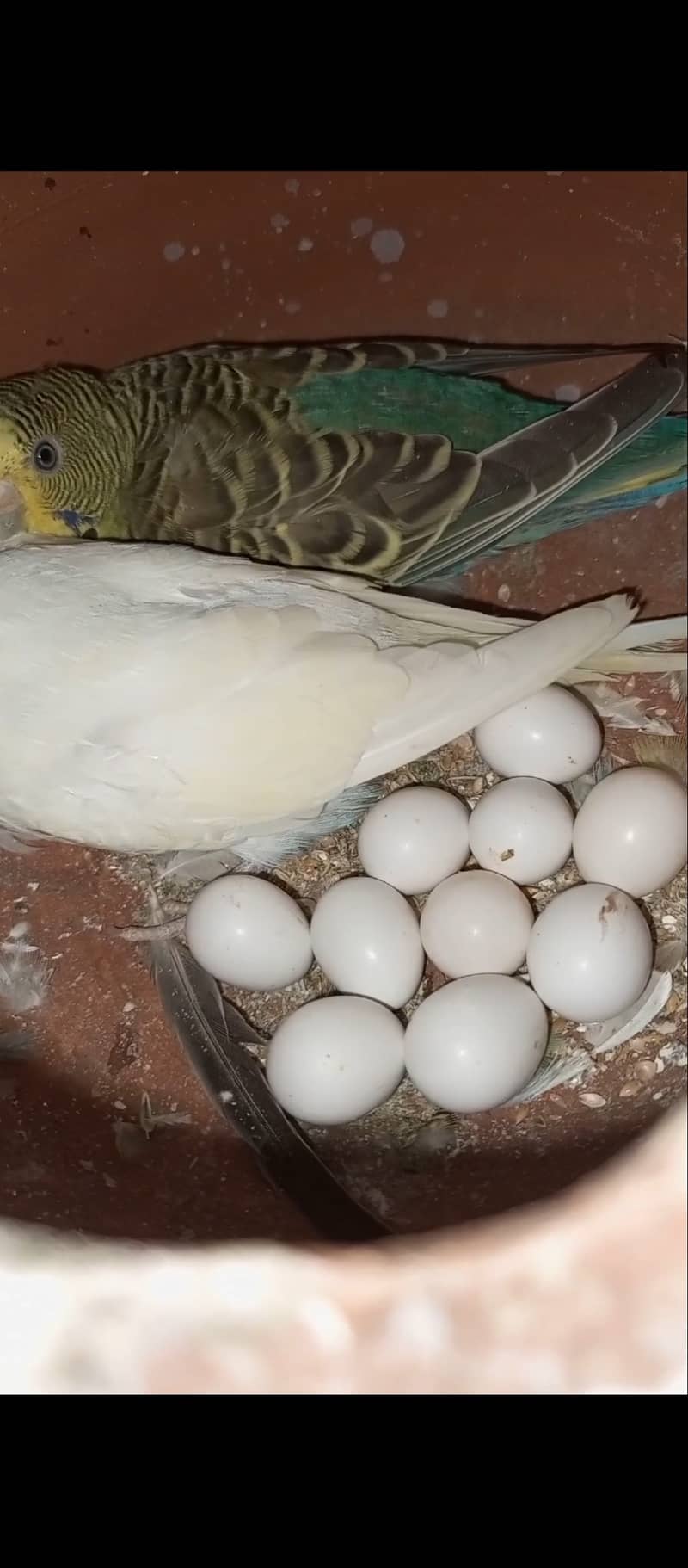 Mix Breeder budgies 30+ pair 3