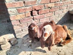 Goat/bkri kids for Sale