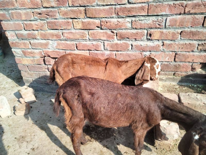 Goat/bkri kids for Sale 1