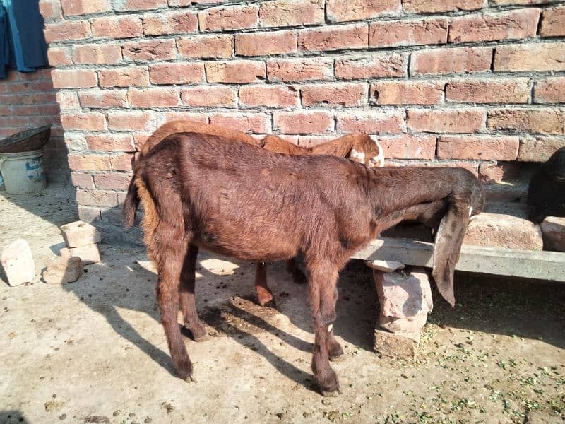 Goat/bkri kids for Sale 2