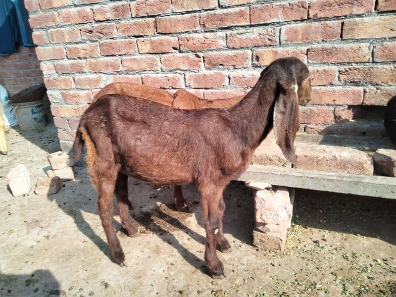 Goat/bkri kids for Sale 3