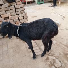 goats female for sale