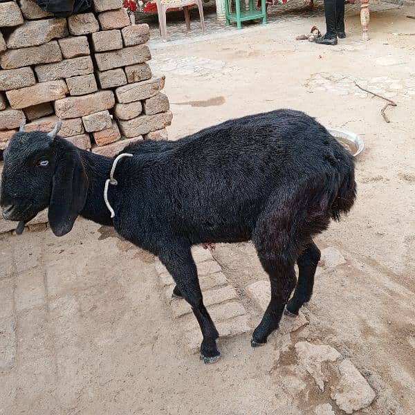 goats female for sale full set 0