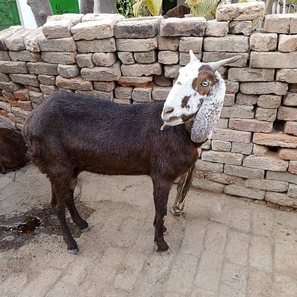 goats female for sale full set 1