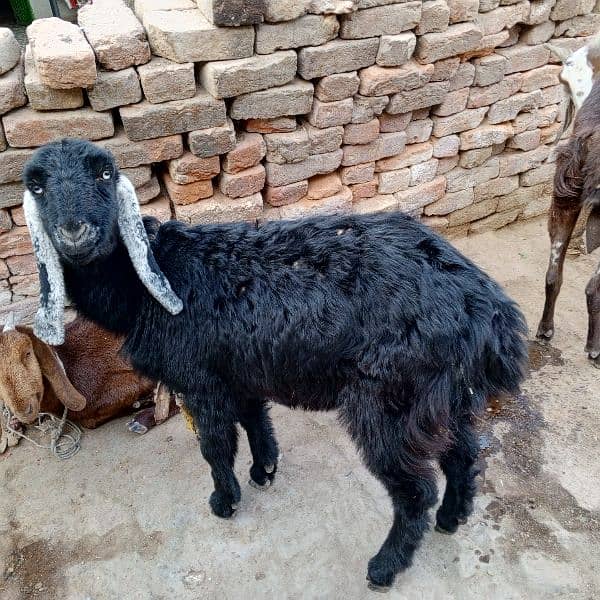 goats female for sale full set 2