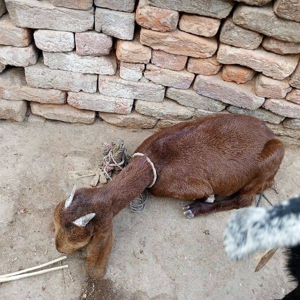 goats female for sale full set 3