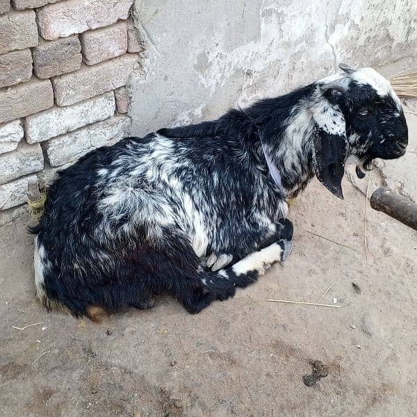 goats female for sale full set 5