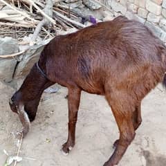 Goat / Bkary / Healthy Goats / Desi / White Goats for sale