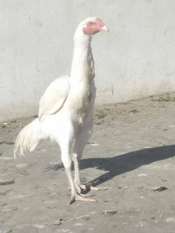 white heera patha ha home bread ha mera 1