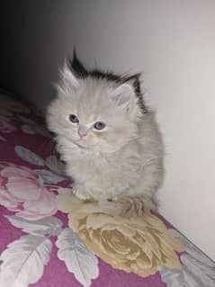 Persian kitten