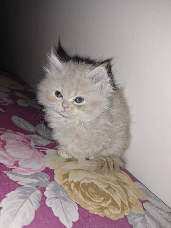 Persian kitten 0