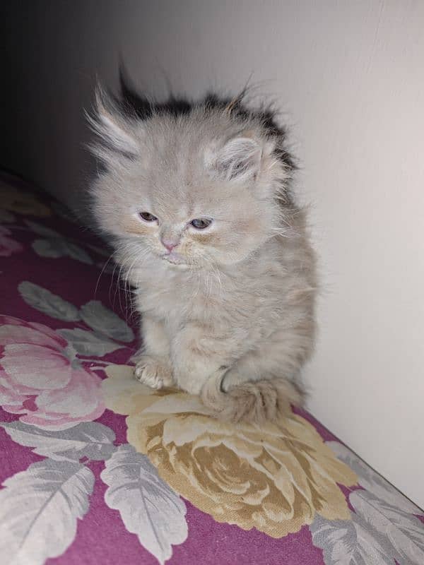 Persian kitten 1