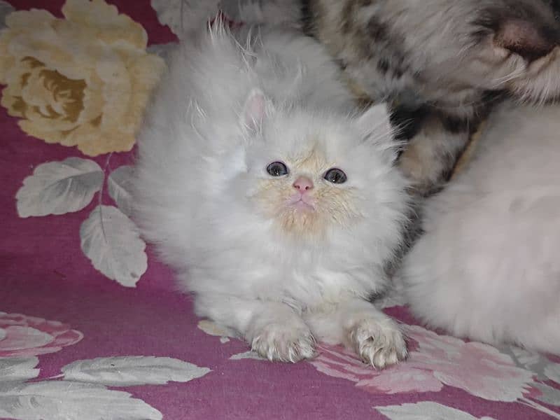 Persian kitten 2