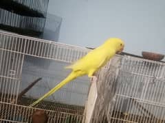 2 piece yellow ringneck handtame and talking