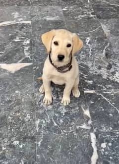 Labrador female puppy