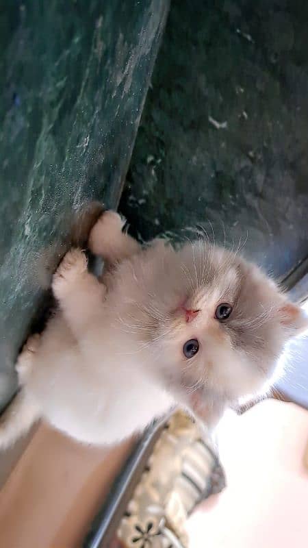 persian bi colour kittens 3