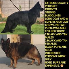 PEDIGREE LONG COAT PUPPIES IMPORTED BLOODLINES