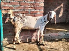 Goat/bakhri/pregnent Goat for Sale haldi