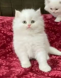 Persian cat for sale 2 month age WhatsApp number 03417057463